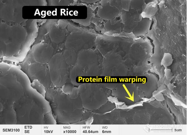 図3 新米と古米の表面のタンパク質膜の微細構造形態