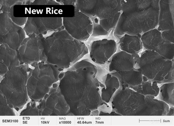 図3 新米と古米の表面のタンパク質膜の微細構造形態