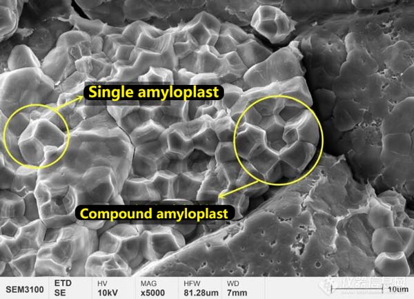図4 新米の胚乳澱粉粒の微細構造