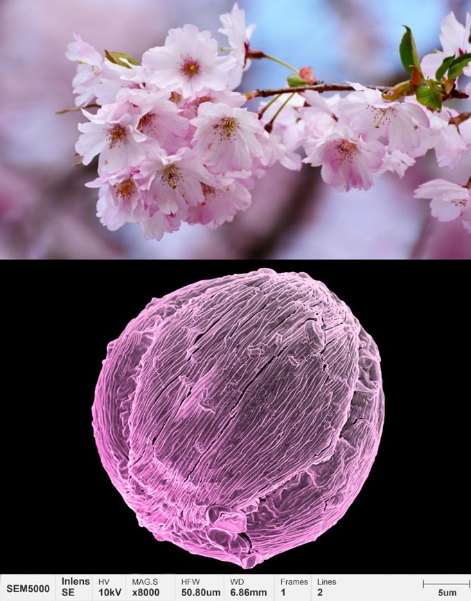 アプリケーション-花粉-微細形態学-桜-花
