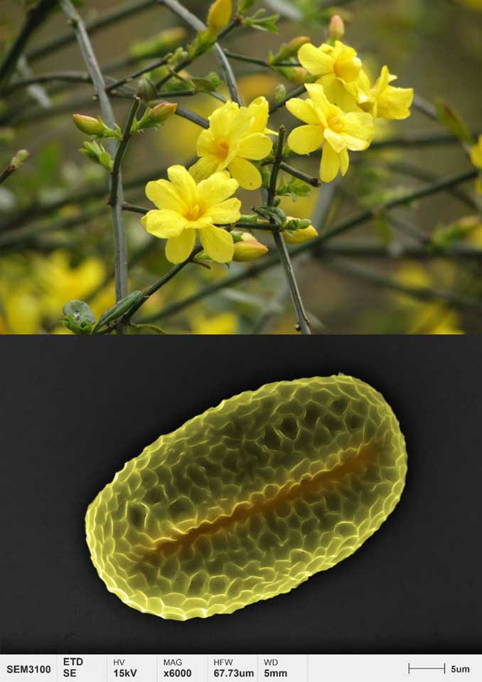 アプリケーション-花粉-微細形態学-ウィンター-ジャスミン