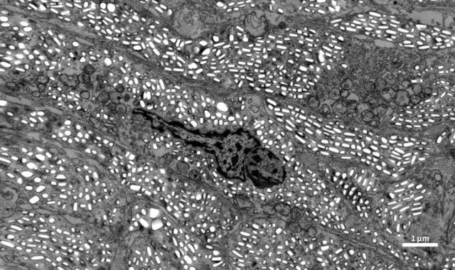 The Science Behind Color Change in Lizards: Insights from CIQTEK Field Emission Scanning Electron Microscope