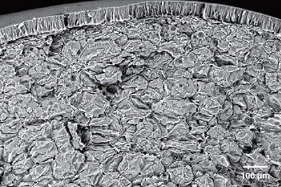 sem image analysis Red Bean Cross-section