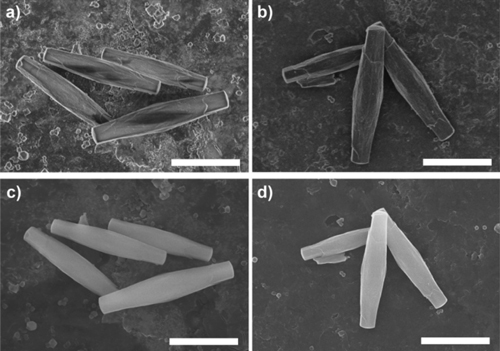 Figure 3. SEM images of PCN-222(Fe): with Os coating (a, c) and without coating (b, d), at 2 kV (a, b) and 15 kV (c, d). Scale bar: 5 μm.