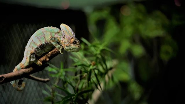 トカゲの色の変化の背後にある科学: CIQTEK 電界放射型走査電子顕微鏡からの洞察