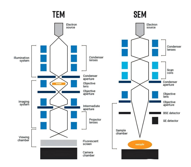 走査型電子顕微鏡（SEM）と透過型電子顕微鏡（TEM）の違い